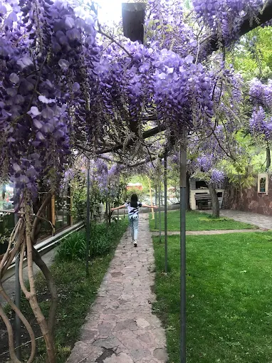 Onbir Kardeşler bahçesinde mor salkımlar